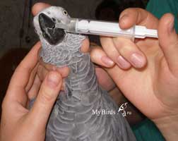 Принудительное выпаивание лекарства попугаю из шприца